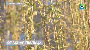 Сезон аллергии в Беларуси. Чем опасен поллиноз?