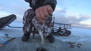 ВОТ ЭТО КЛЁВ!СТОЛЬКО МНОГО КОРЮШКИ Я ДАВНЕНЬКО НЕ ЛОВИЛ!