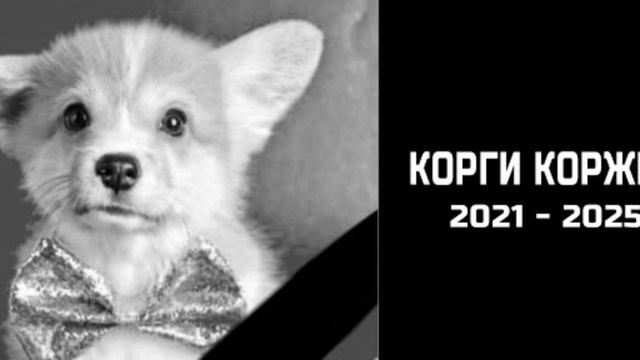 КОРГИ КОРЖИК 2021 - 2025 беги по радуге хороший тебе охоты коварный лис(КОРГИ КОРЖИК)