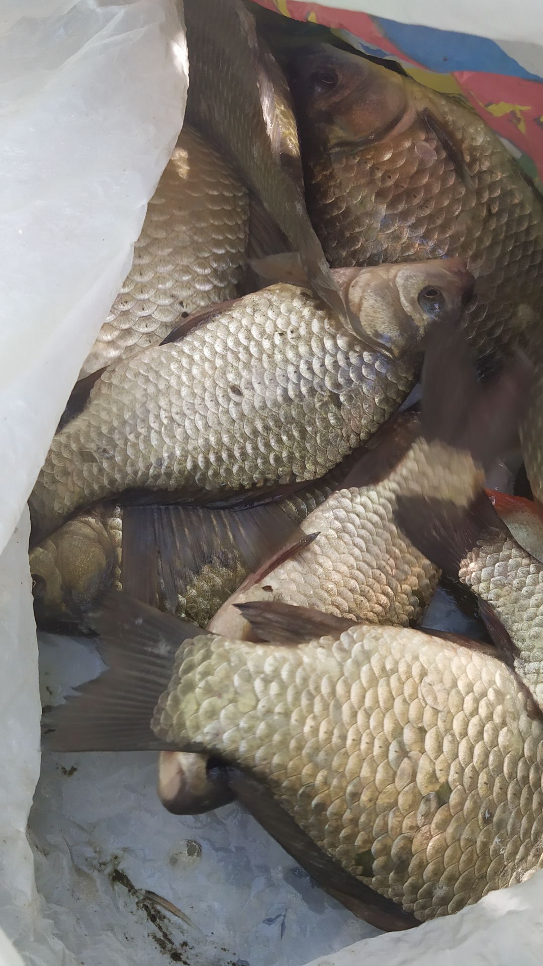 Прикормили и началось.