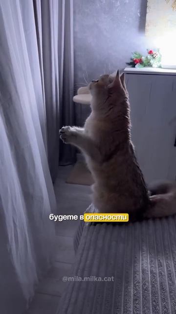 Автор видео: Mila_milka_cat