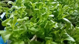 постригла лобелию