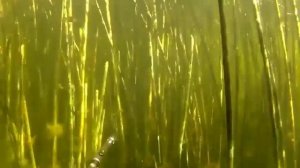 Подводная охота. Тактика охоты в камышах.