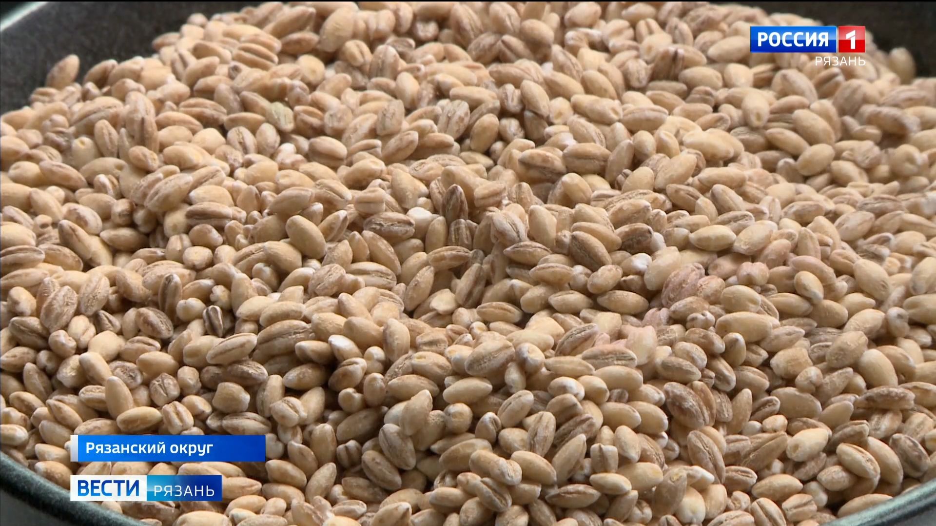 Богатый антиоксидантами новый сорт ячменя вывели рязанские селекционеры