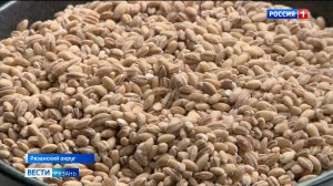 Богатый антиоксидантами новый сорт ячменя вывели рязанские селекционеры