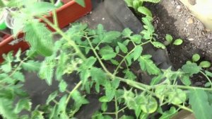 Зачем мы удаляем пасынки у томатов? Какие удалять?  21 апреля 2026 года.