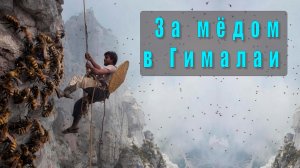 🐝 За «безумным» мёдом в Гималаи: как мужчины рискуют жизнью ради галлюциногенного деликатеса
