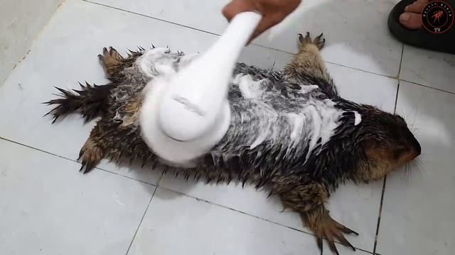 marmot's first bath with an electric toothbrush