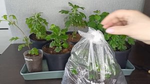 Черенкование корейской хризантемы 100% результат.22.04.2026