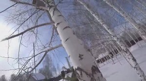 Валим самую большую березу на дачном участке аккумуляторной пилой штиль