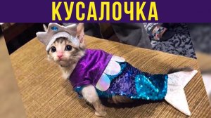 КУСАЛОЧКА))) Приколы с котами