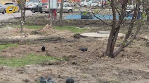 ЖИТЕЛЬНИЦА ЖЕЛЕЗНОГОРСКА ПОЖАЛОВАЛАСЬ НА ТЕМПЫ БЛАГОУСТРОЙСТВА АЛЛЕИ В 13-М МИКРОРАЙОНЕ