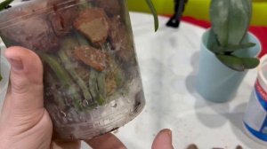 Пересадка орхидей во мху и орхидеи на наращивание корней