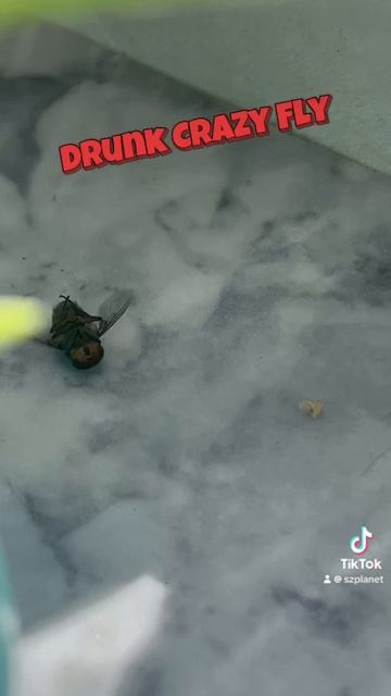 Пьяный Мух 🤪 Звук ошалевшей Мухи 🪰 #звуки #муха #кайфует #прикол #насекомое