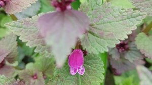 Про цветы и про погоду, 20 апреля