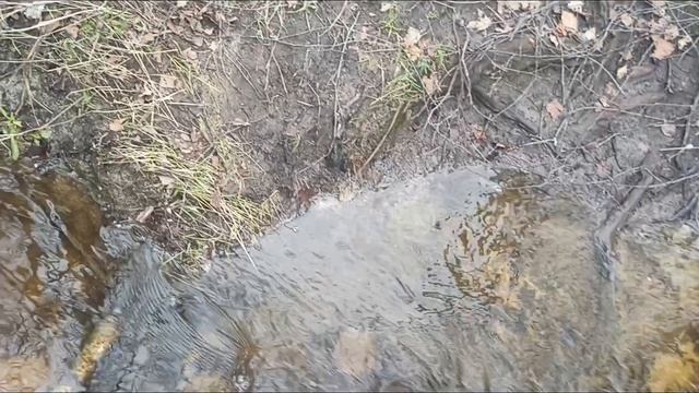 Иду к озеру. Крик души. Не стреляйте в уток!