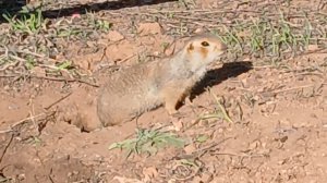 Суслик с румяными щёчками!