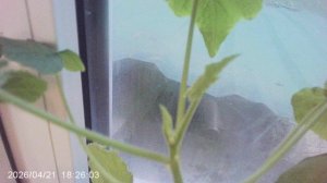 Обзор кабачкового растения сорта "Чёрный Красавец" февральской посадки