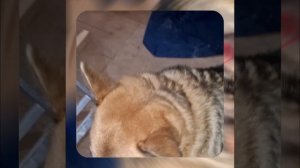 1000056802.mp4 (Собака наблюдает за устройством лестницы на 2-ой этаж в доме А-фрейм)