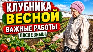 Клубника весной. Важные работы на клубнике после зимы.