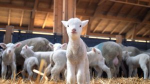 Почти полмиллиона ягнят родилось в этом сезоне в Туркменистане