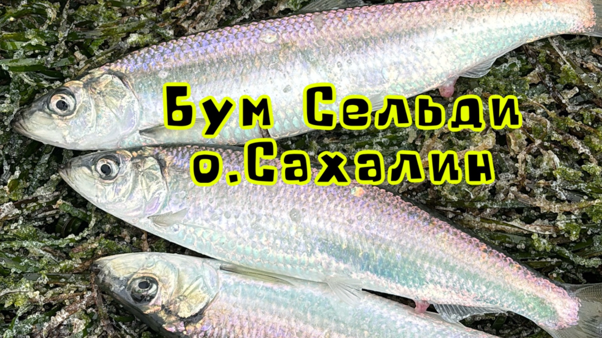 Нерест Сельди, о.Сахалин