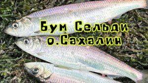 Нерест Сельди, о.Сахалин