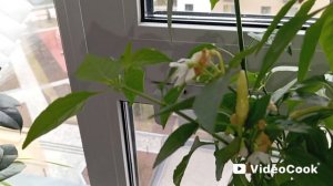 Сегодня клею обои в прихожей, готовлю гуляш, мои цветы и мой огород на подоконнике. 😅😅😅