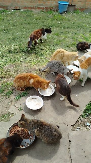 Инвалид холостяк с кошками🐱😽🥣