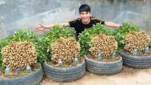 Простой способ выращивания арахиса в мини-огороде из автомобильных шин