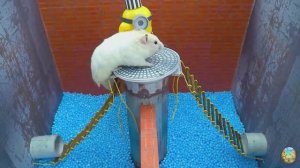 Хомячок убегает из лабиринта гигантских крокодилов! часть 12