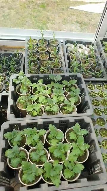 🌿  Обзор теплички: что нового и что уже готово к высадке?