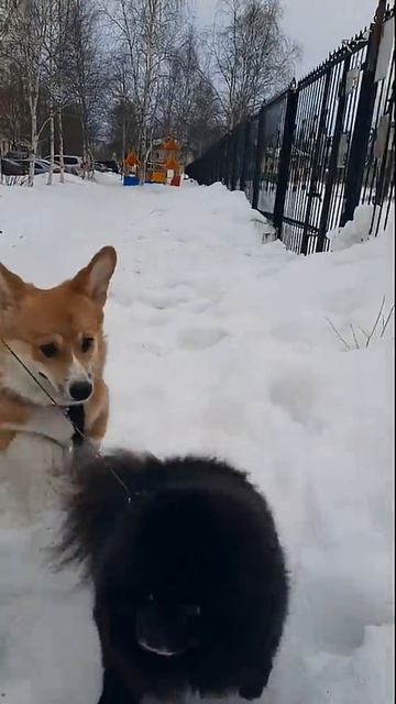 Знакомство корги Булочки со шпицем Чопа #корги #corgi #шпиц