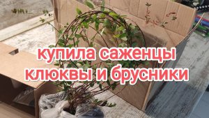 Купила саженцы клюквы и брусники