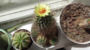 Сегодня 22 апреля 2026 год. Цветёт кактус, новый жёлтый цветок у кактуса