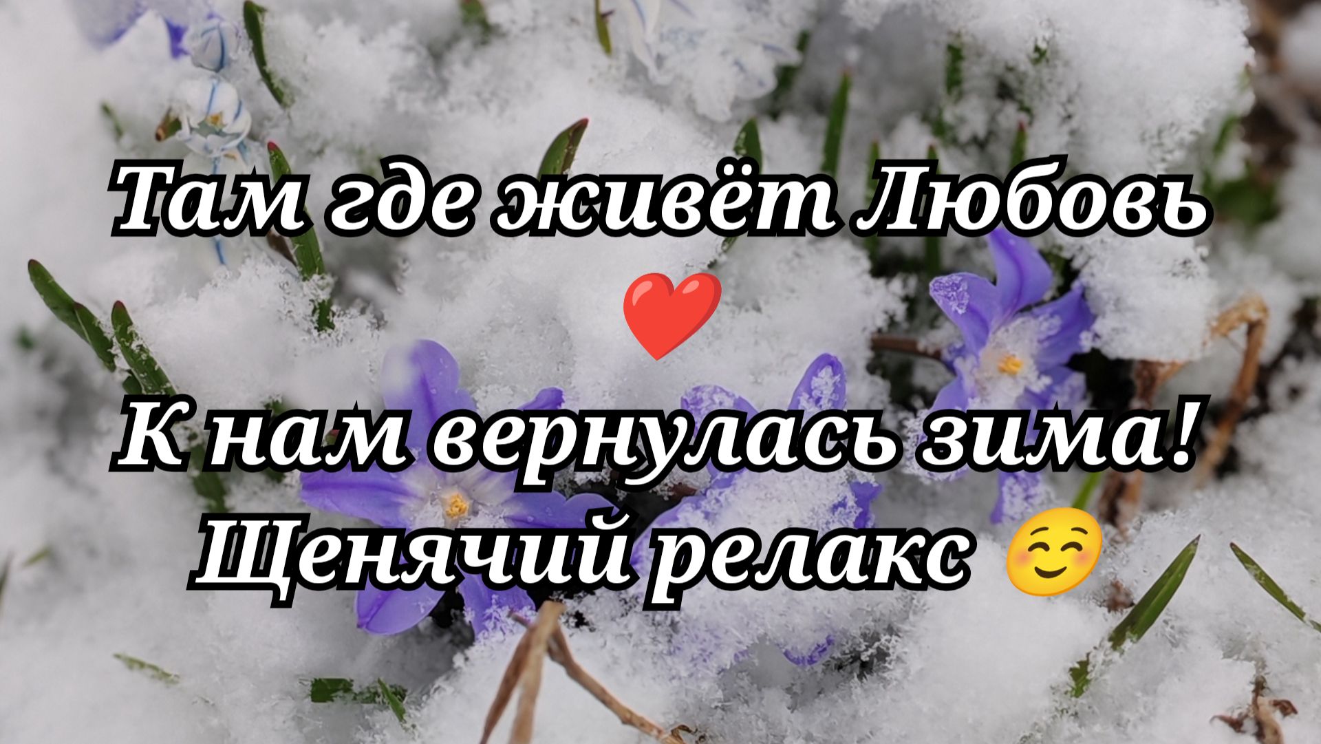 #121 К нам вернулась зима! Щенячий релакс ☺️