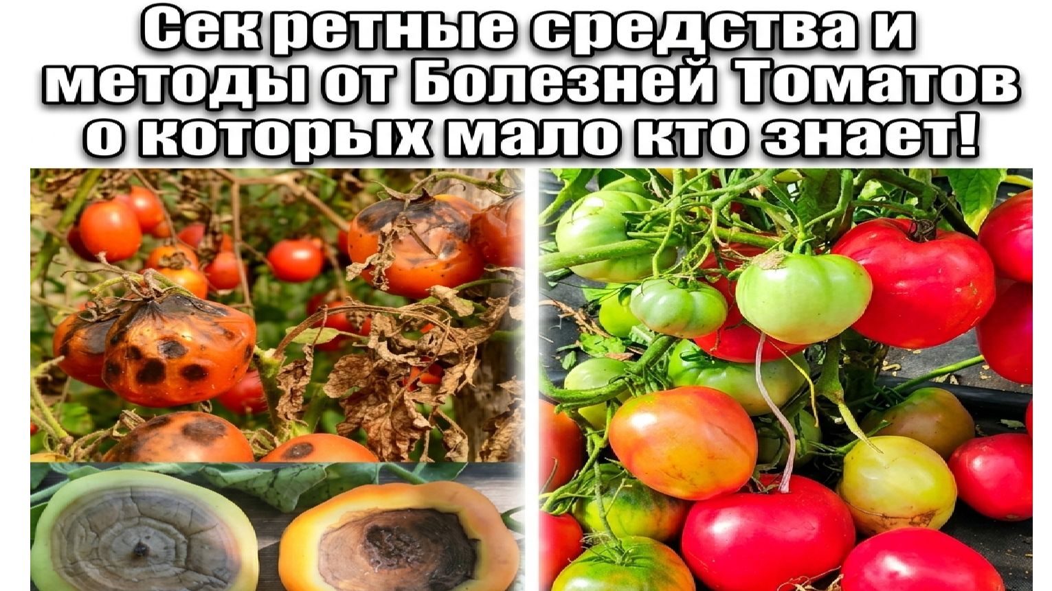 Секретные методы и средства от БОЛЕЗНЕЙ ТОМАТОВ о которых мало кто знает!