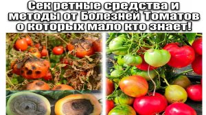 Секретные методы и средства от БОЛЕЗНЕЙ ТОМАТОВ о которых мало кто знает!