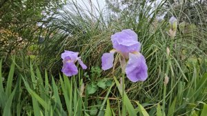 13  апреля 2026 г.Прогулка под дождиком вокруг дома! Как же пахнут ирисы и сирень!