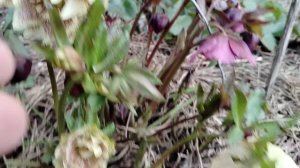 Морозники 2026 в нашем саду на даче.