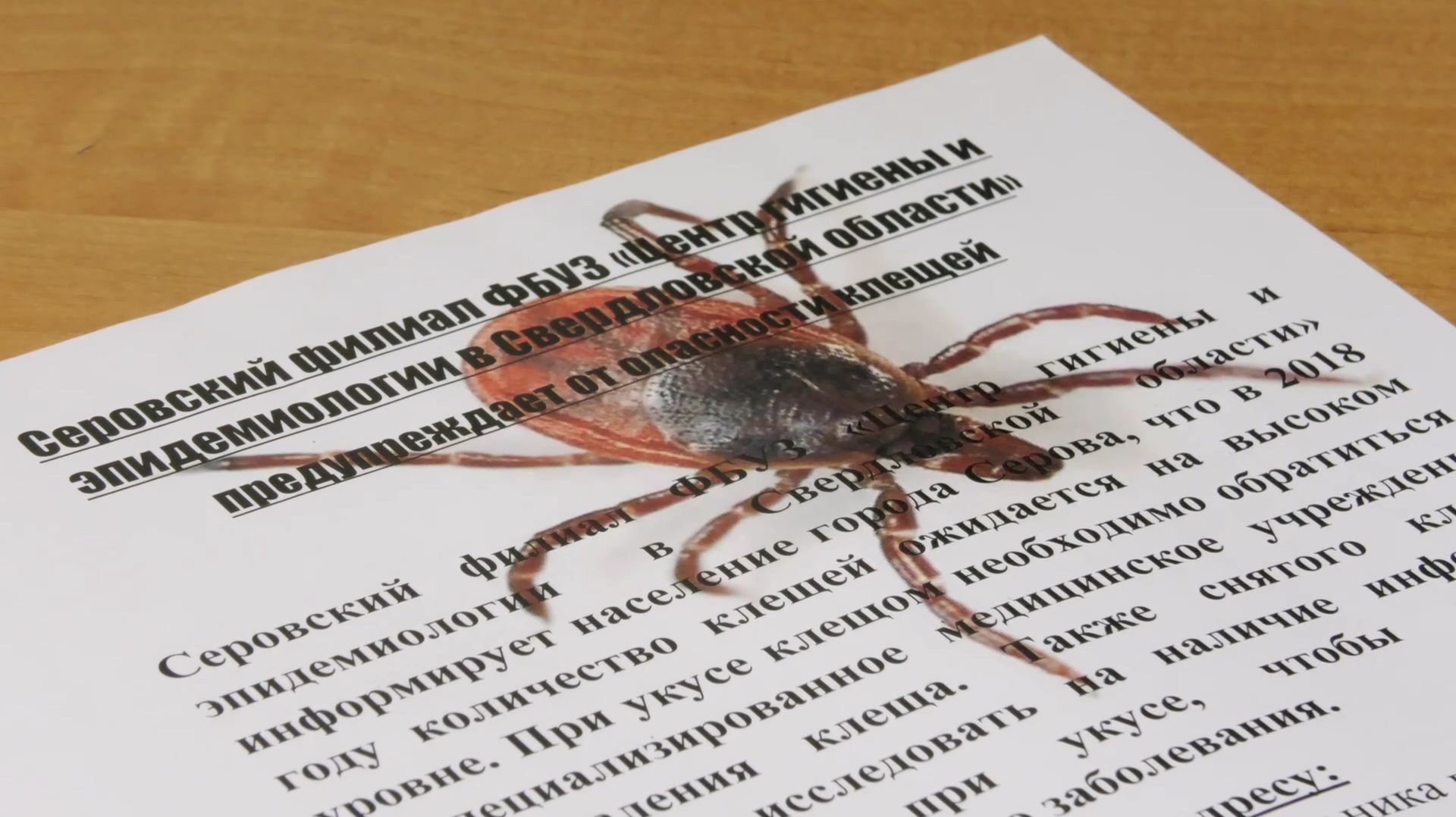 В Серове уже зарегистрировано 24 укуса клеща