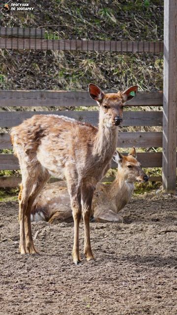 Пятнистые олени. Зоо Дзен, Токсово, Ленинградская область