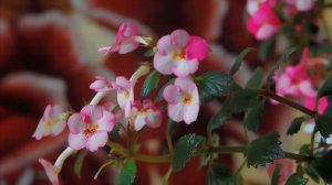 Работа с изображением