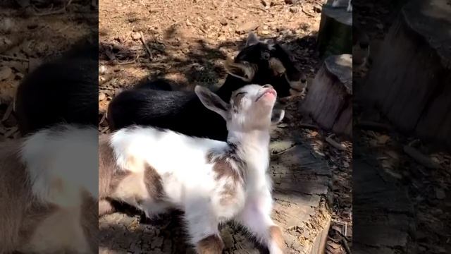 Видео от МЯУтаверс – как метавселенная, но с котами