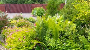 Многолетние растения с декоративной по форме и структуре листвой.