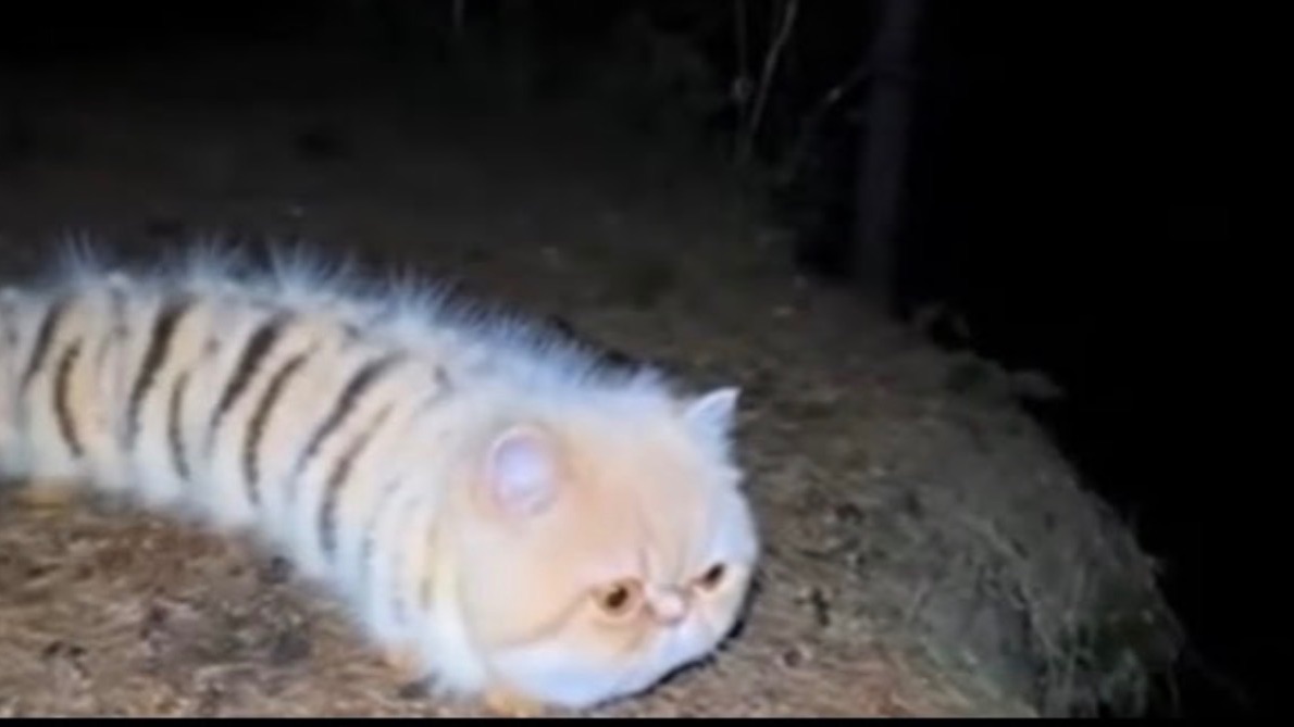 ТОП 9 САМЫХ МИЛЫХ ЖИВОТНЫХ ИЗ ЧЕРНОБЫЛЯ! ОНИ ТАКИЕ ПРИКОЛЬНЫЕ И КЛАССНЫЕ!