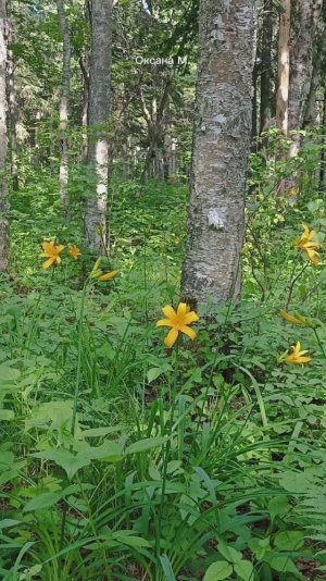 Сахалинские зарисовки. 1 часть.mp4