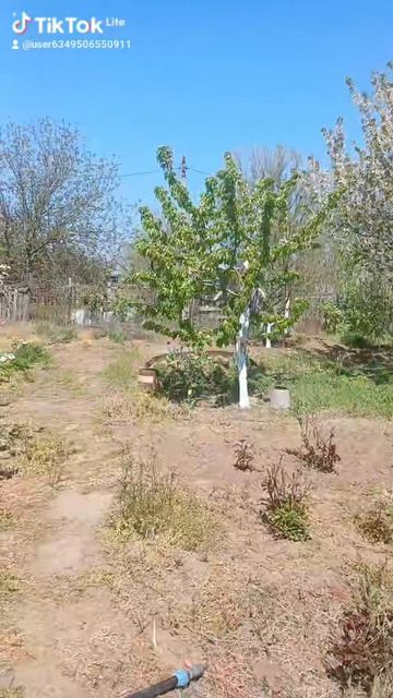 стример на даче. 2026