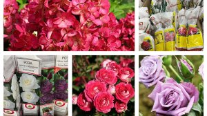 Съездила в питомник и расстроилась! Цветочная закупка в магазине « ДОБРОЦЕН»!