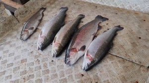 итоговый улов форели